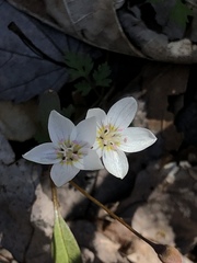 Claytonia caroliniana