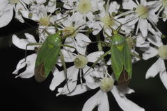 Calocoris alpestris