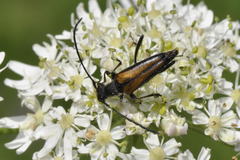 Anastrangalia dubia