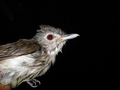 Malacopteron magnirostre