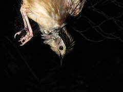Kenopia striata