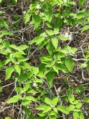 Croton humilis, photograph (c) johnyochum, some rights reserved (CC BY)