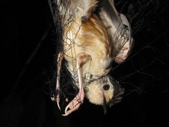 Kenopia striata