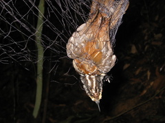 Kenopia striata