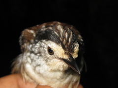Kenopia striata