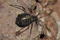 Cinara confinis