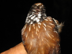 Kenopia striata