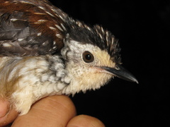 Kenopia striata
