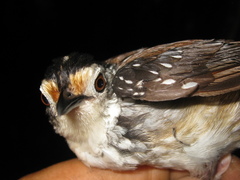 Kenopia striata