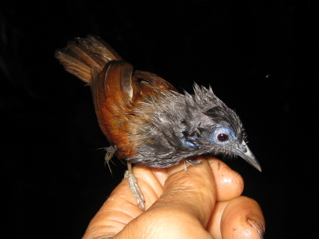 Gray-hooded Babbler from Mahakam Ulu Regency, East Kalimantan ...