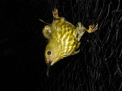 Kurochkinegramma hypogrammicum