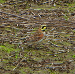 Eremophila alpestris strigata