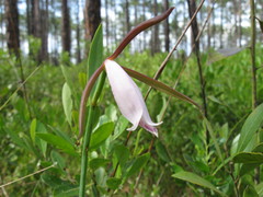 Cleistesiopsis divaricata