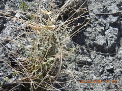 Astragalus tricarinatus