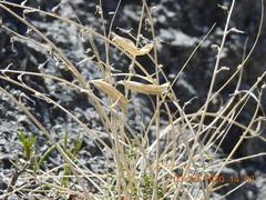 Astragalus tricarinatus