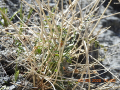 Astragalus tricarinatus