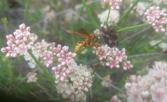 Polistes dorsalis californicus