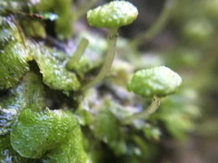 Cryptomitrium tenerum