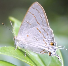 Hypolycaena philippus