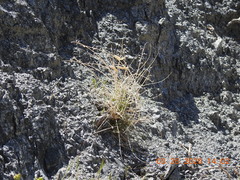 Astragalus tricarinatus