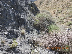Astragalus tricarinatus
