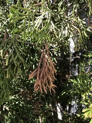 Pestalotiopsis funerea