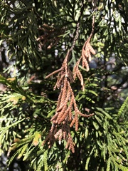 Pestalotiopsis funerea