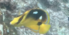 Chaetodon quadrimaculatus