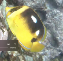 Chaetodon quadrimaculatus