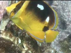 Chaetodon quadrimaculatus