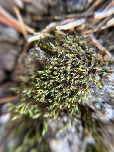 Bucklandiella obesa