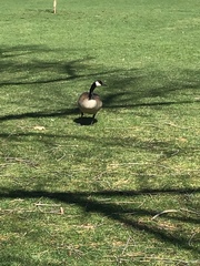 Branta canadensis