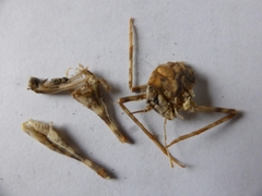 Tachycines asynamorus