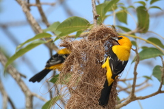 Icterus nigrogularis