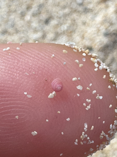 Microcollonia rubricincta, 2026-04-26