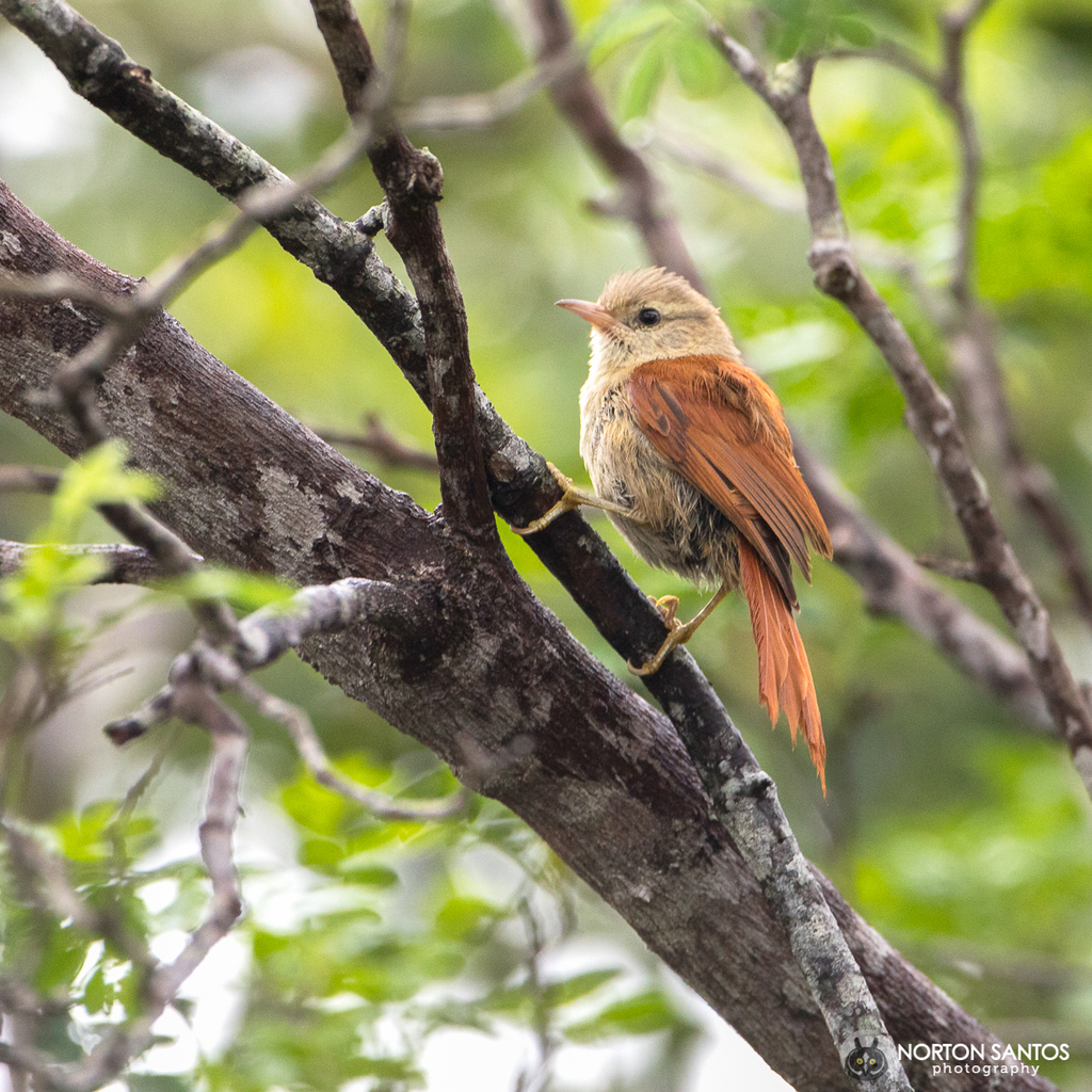 Gray-headed Spinetail photo