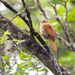 Gray-headed Spinetail - Photo (c) Norton Santos, some rights reserved (CC BY-NC), uploaded by Norton Santos
