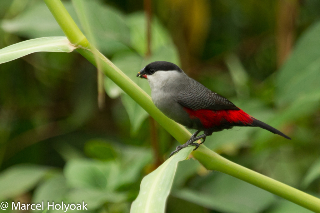 Black-headed Waxbill photo
