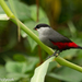 Black-headed Waxbill - Photo (c) Marcel Holyoak, some rights reserved (CC BY-NC)