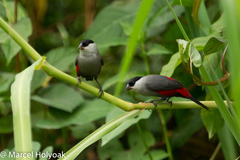 Black-Headed Waxbill photo 2