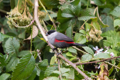 Kandt's Waxbill photo 2