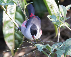 Kandt's Waxbill photo 3