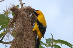 Icterus nigrogularis