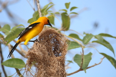 Icterus nigrogularis