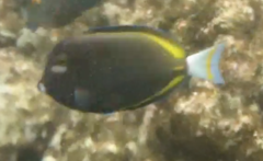 Acanthurus nigricans