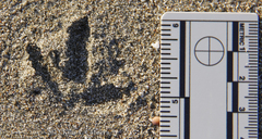 Charadrius vociferus