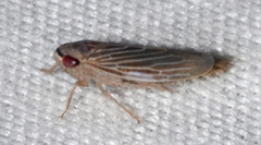 Chlorotettix necopinus