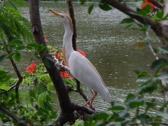 Bubulcus ibis