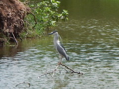 Nycticorax nycticorax