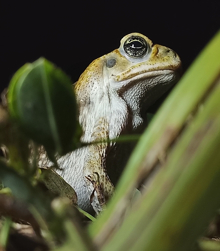 Giant Toad, 507, Panamá, Provincia de Panamá, Panamá, photo 8 of 10